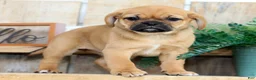 Puggle dogs for sale: Alexis - Ad 1