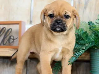 Puggle dogs for sale: Alexis - Ad 1