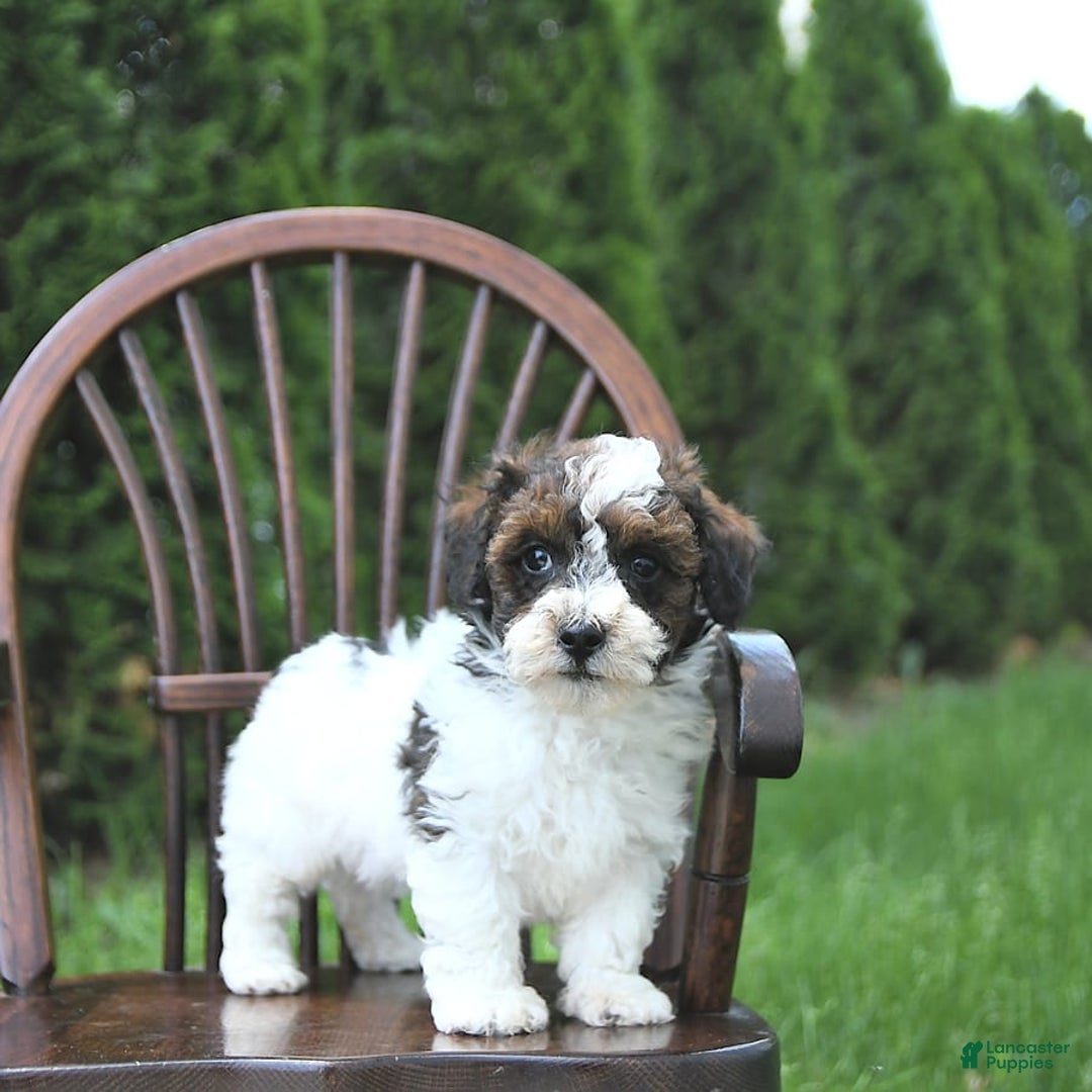 Miniature Poodle dogs for sale: Tucker Extra Small - Ad 3