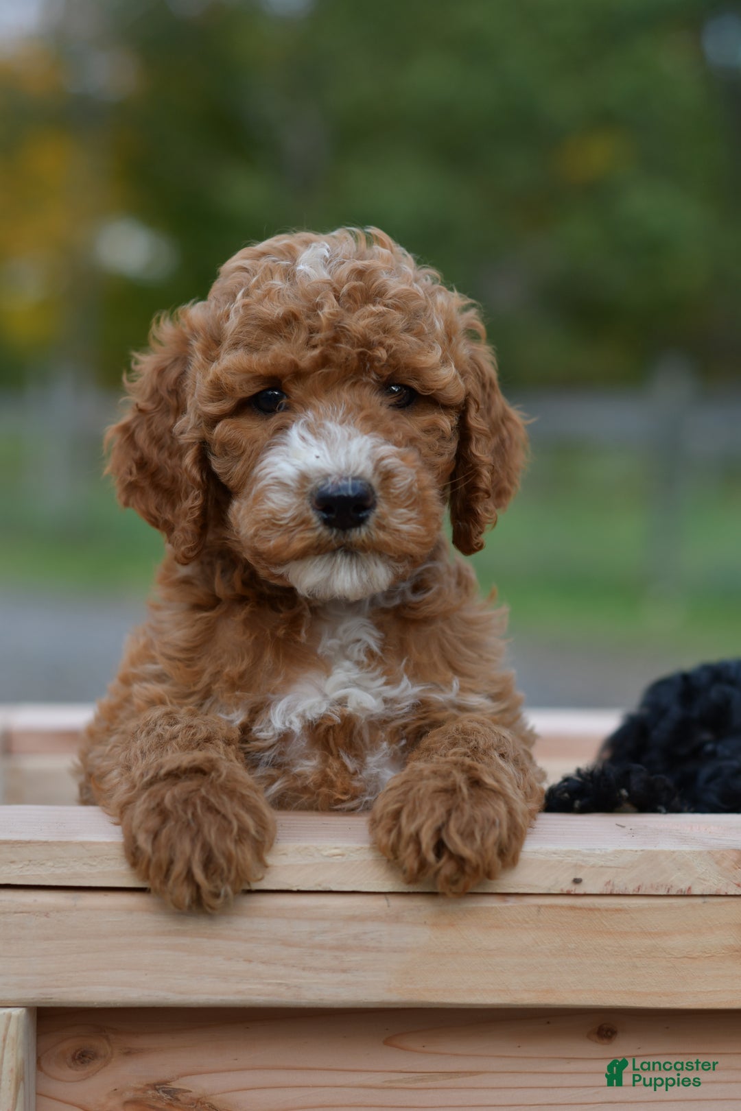 Standard Poodle dogs for sale: Candy - Ad 6