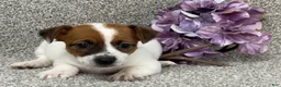 Jack Russell Terrier dogs for sale: Vanetta - Ad 1