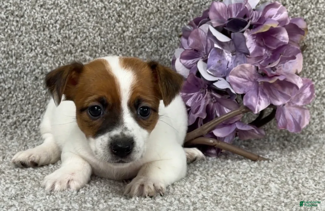 Jack Russell Terrier dogs for sale: Vanetta - Ad 1