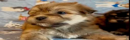 Shorkie dogs for sale: Shorkie 2 - Ad 18