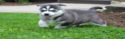 Siberian Husky dogs for sale: Diesel - Ad 4