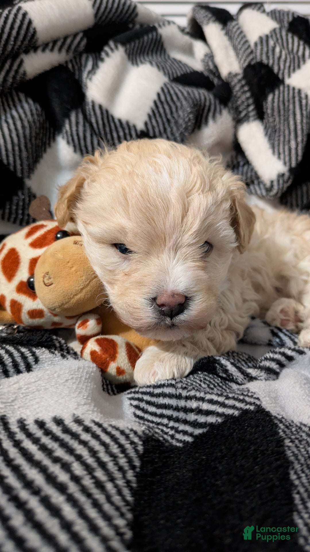 Mini Bernedoodle dogs for sale: Mini Bernedoodle Puppy 1 - Ad 7