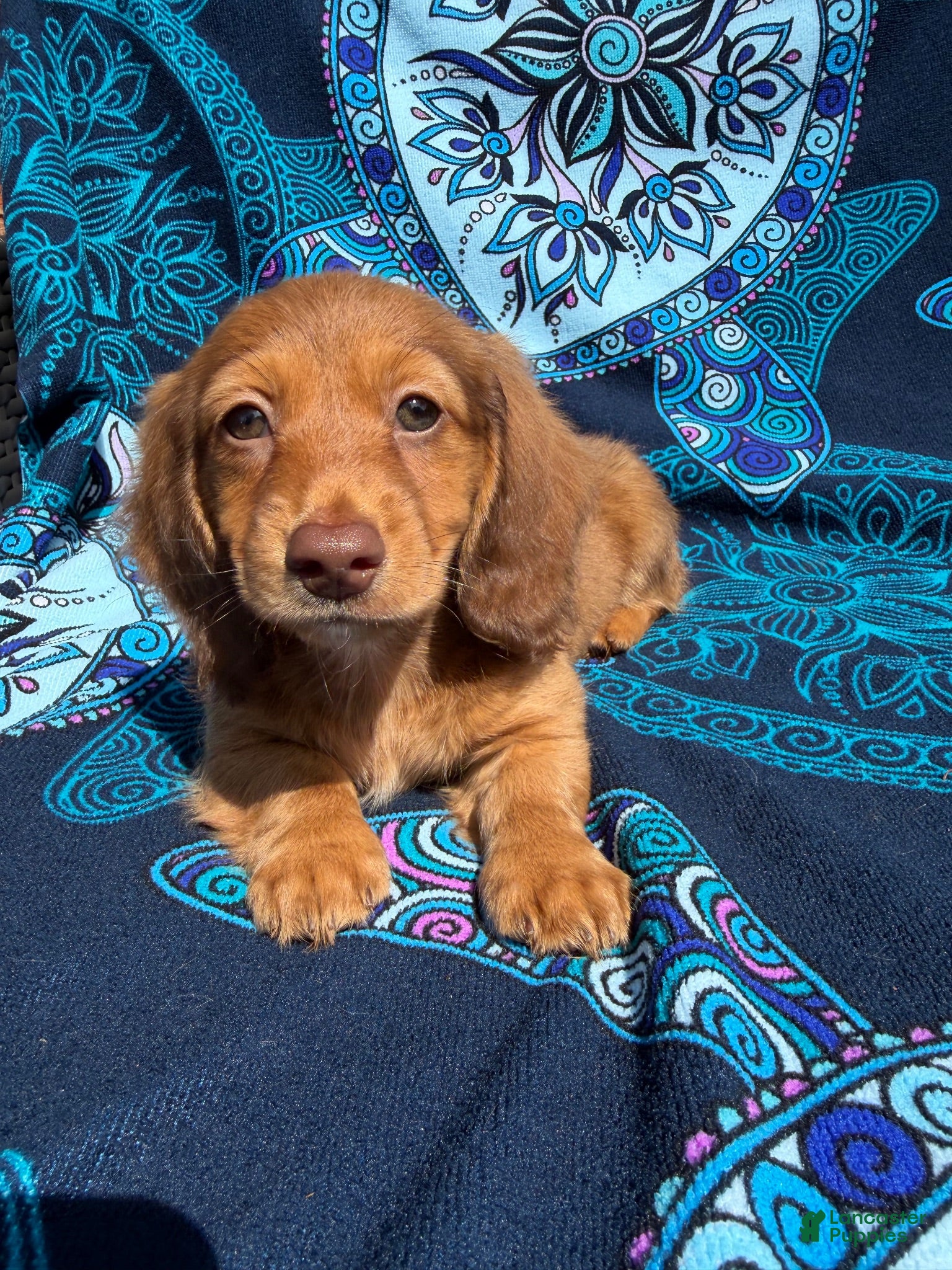 Miniature Dachshund dogs for sale: Finn - Ad 3