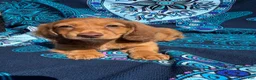 Miniature Dachshund dogs for sale: Finn - Ad 1