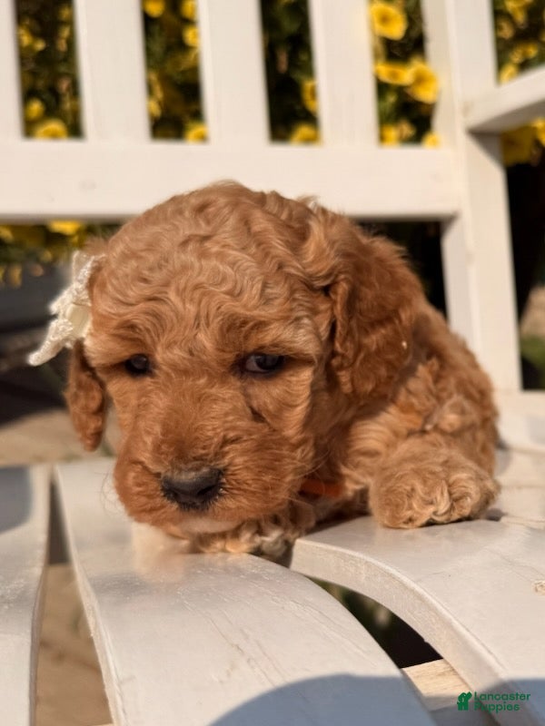Mixed Breed dogs Poppy - Ad 1