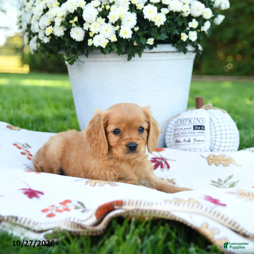 Golden Retriever dogs for sale: Luke - Ad 2