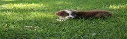 Australian Shepherd dogs for sale: Sasha - Ad 3