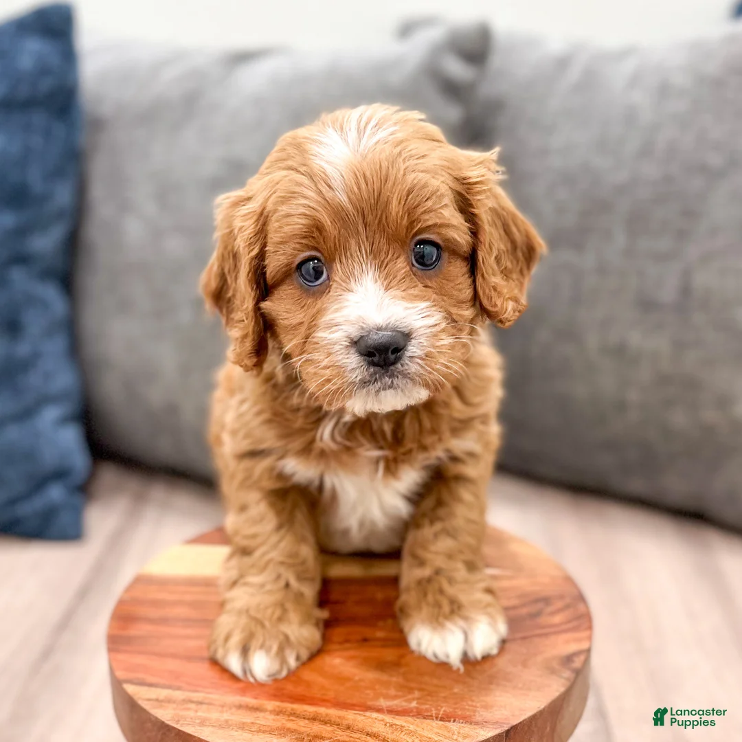 Cavapoo dogs for sale: Rocky - Ad 2