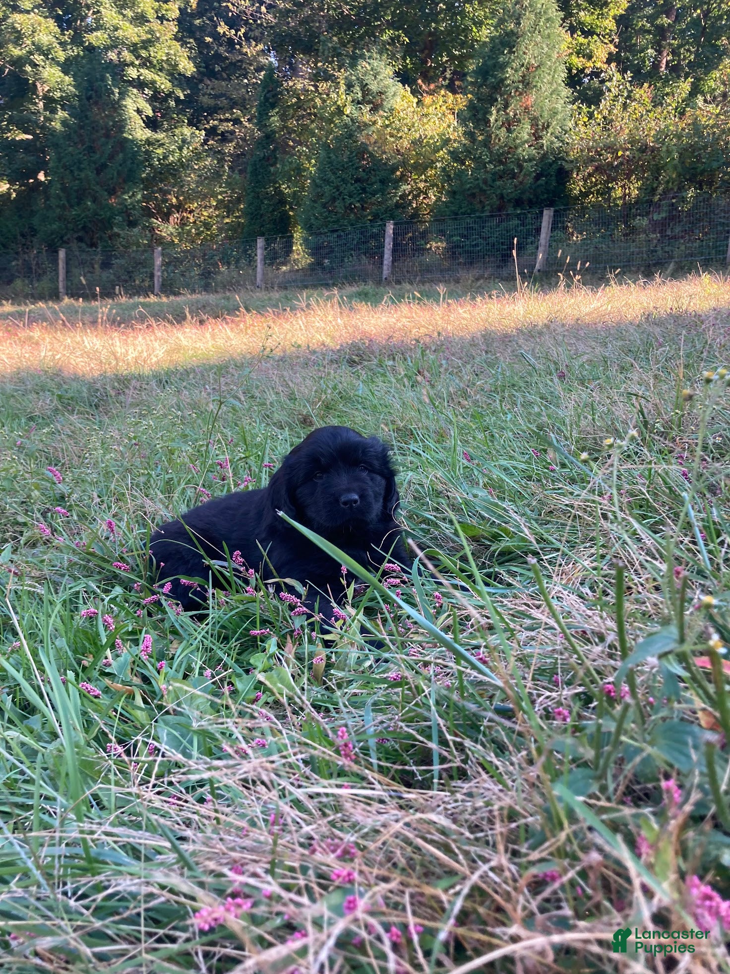Newfoundland dogs for sale: Snow - Ad 2