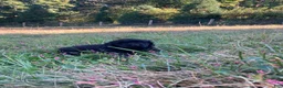 Newfoundland dogs for sale: Snow - Ad 2