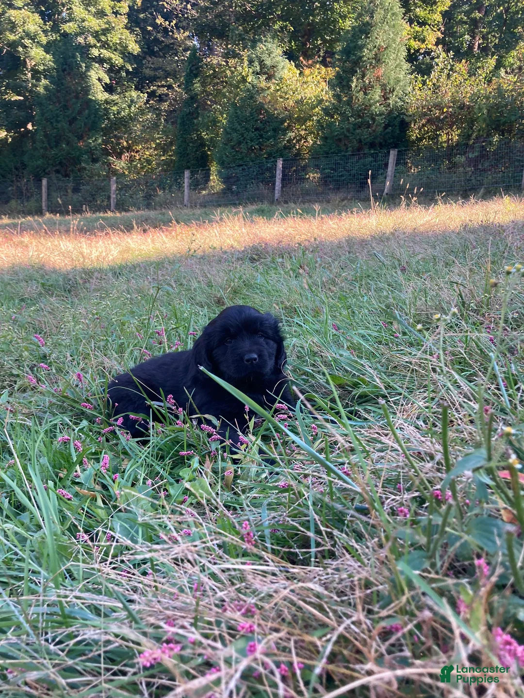 Newfoundland dogs for sale: Snow - Ad 2