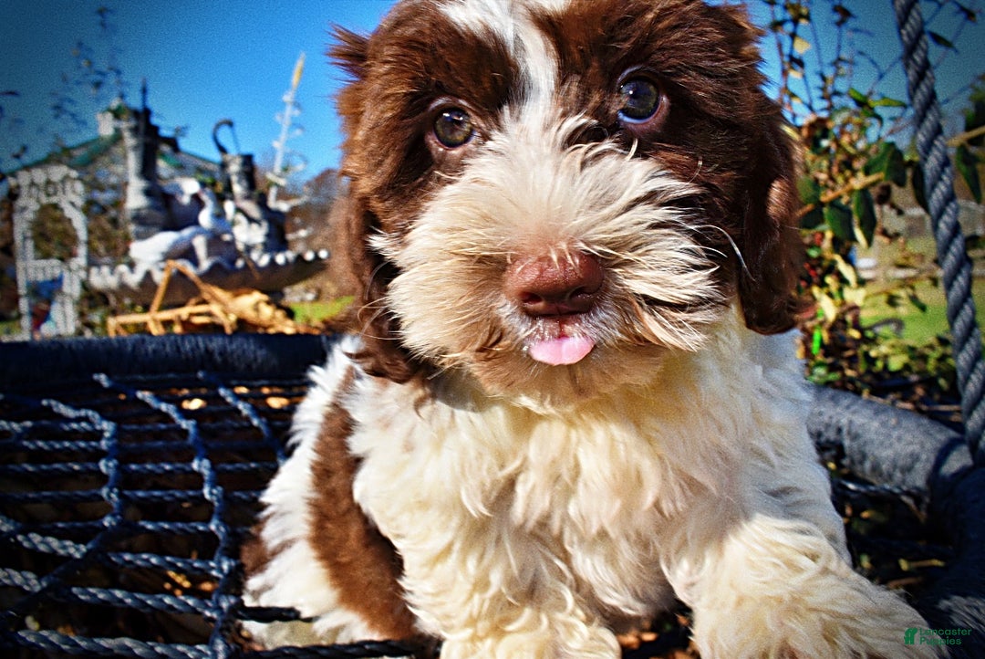 Havapoo dogs for sale: Rocky - Ad 2