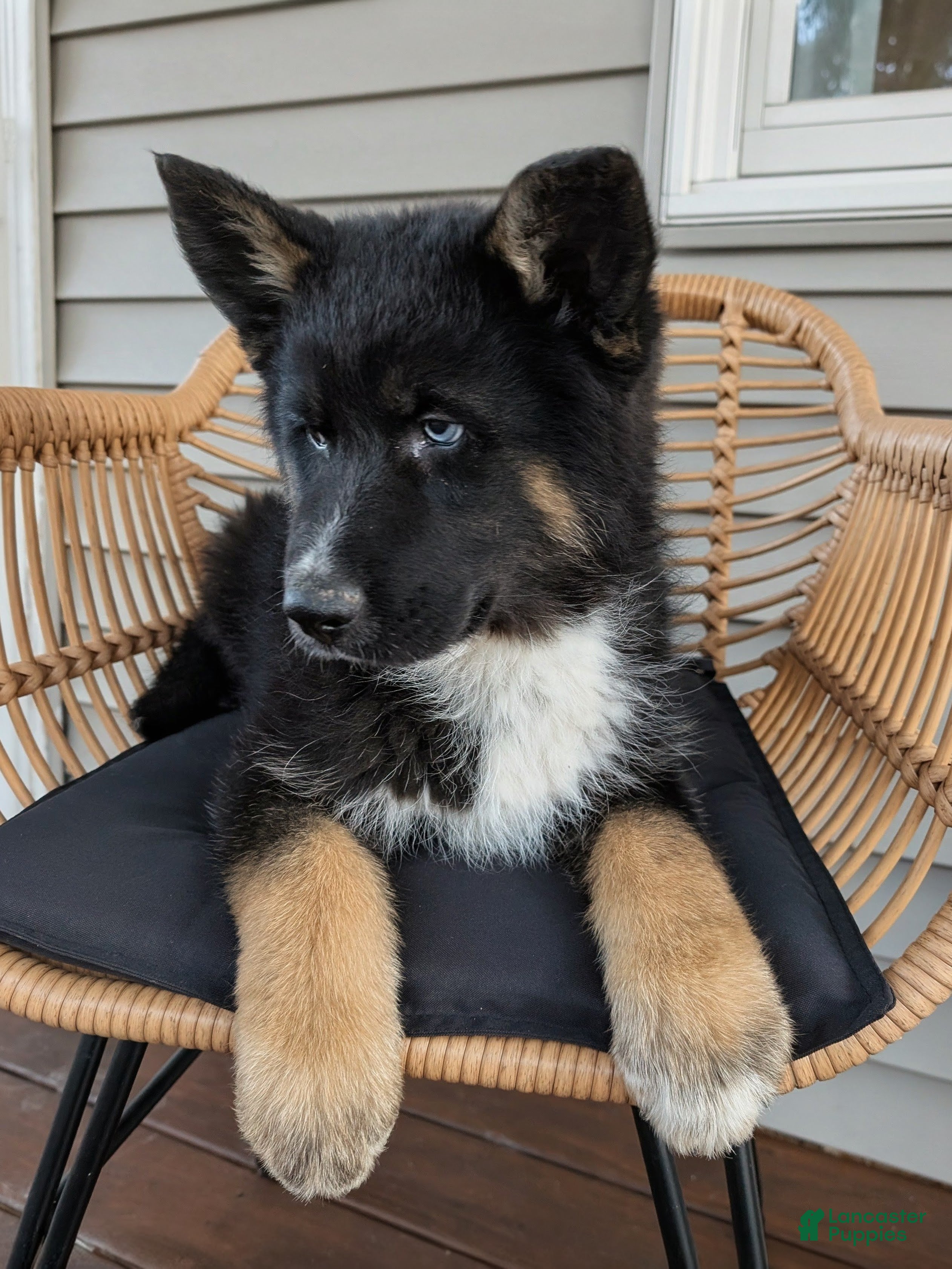 Gerberian Shepsky dogs Bentley  - Ad 1