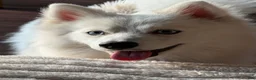 Pomsky dogs for sale: Pomsky 1 - Ad 8