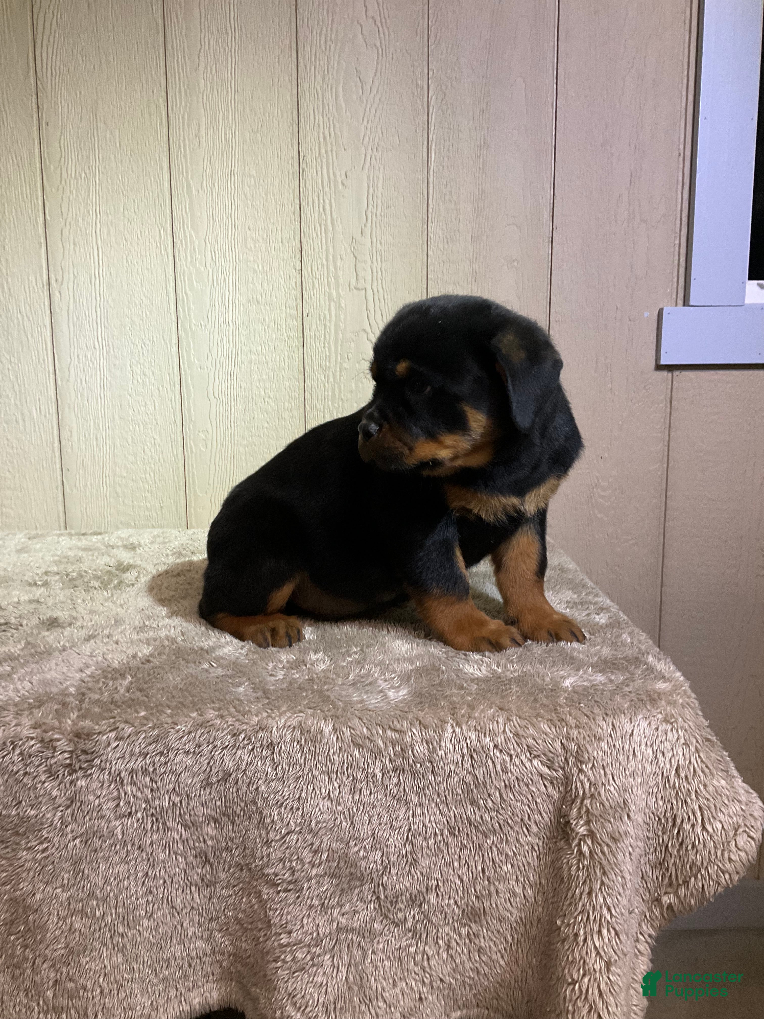 Rottweiler dogs Rottweiler Puppy 5 - Ad 2