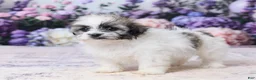 Teddy Bear dogs for sale: Pansy - Ad 5