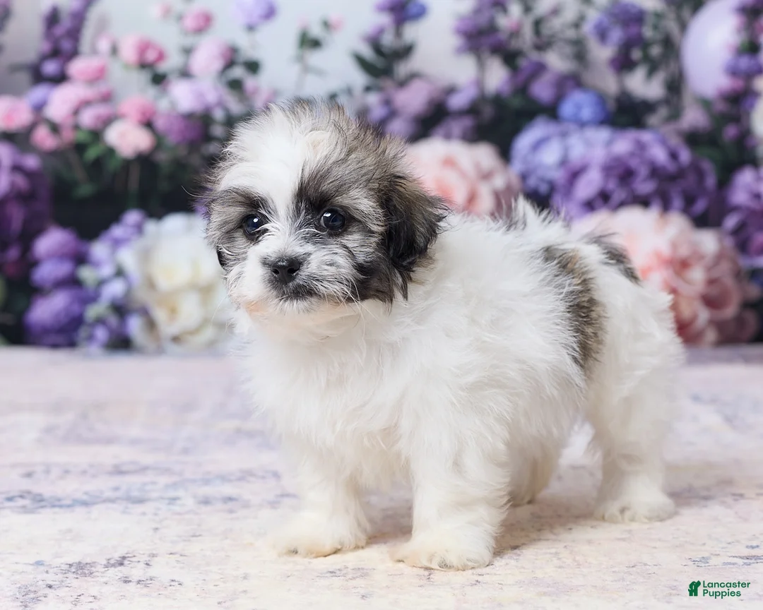 Teddy Bear dogs for sale: Pansy - Ad 5