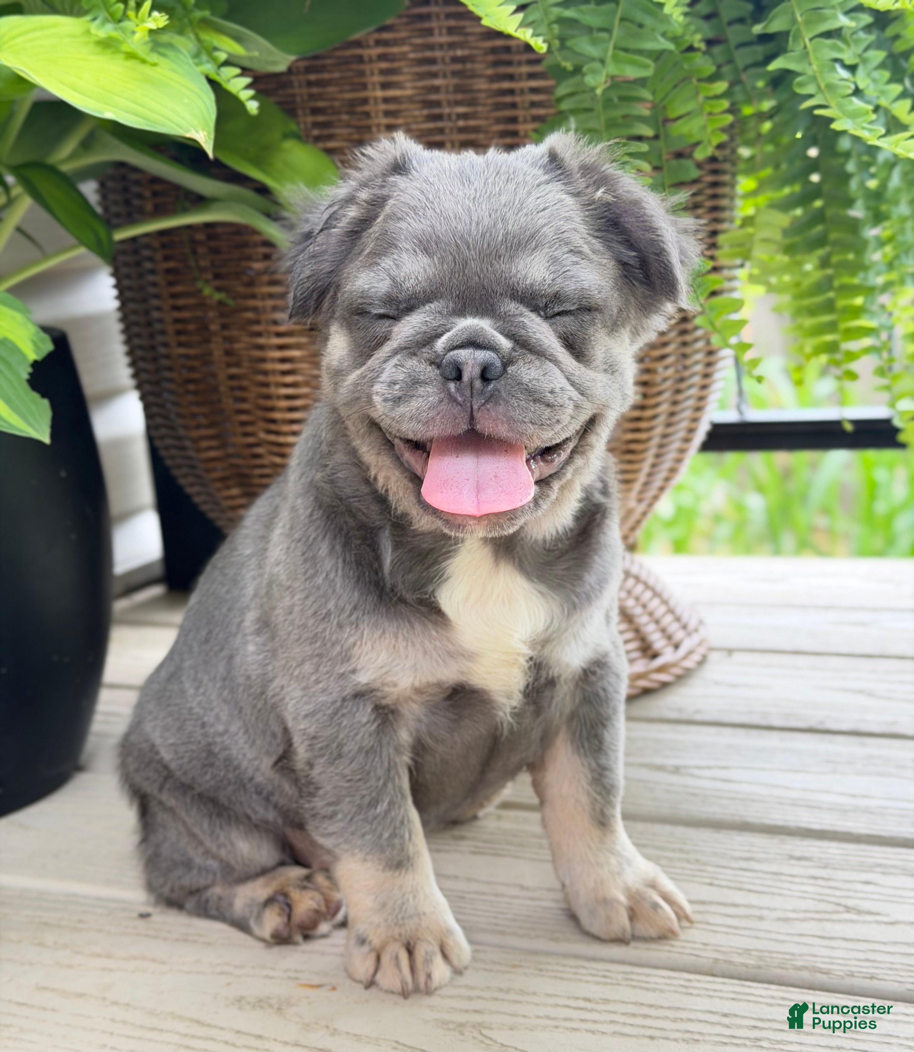 French Bulldog dogs Thea - Ad 2