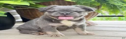 French Bulldog dogs for sale: Thea - Ad 2