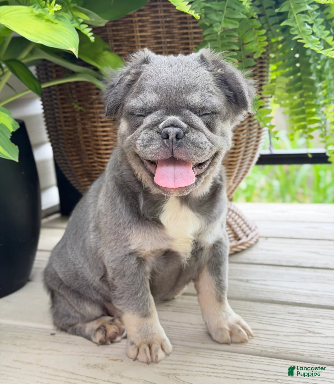 French Bulldog dogs for sale: Thea - Ad 2
