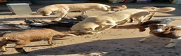 Anatolian Shepherd dogs for sale: Anatolian Shepherd 7 - Ad 6