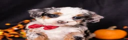Mini Bernedoodle dogs for sale: Rodger - Ad 3