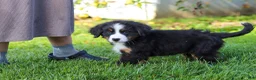 Miniature Bernese Mountain Dog dogs for sale: Kory - Ad 17