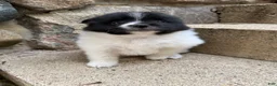 Pomeranian dogs for sale: Barney - Ad 20