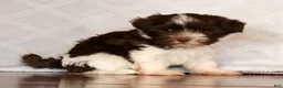 Havanese dogs for sale: Sammy - Ad 9