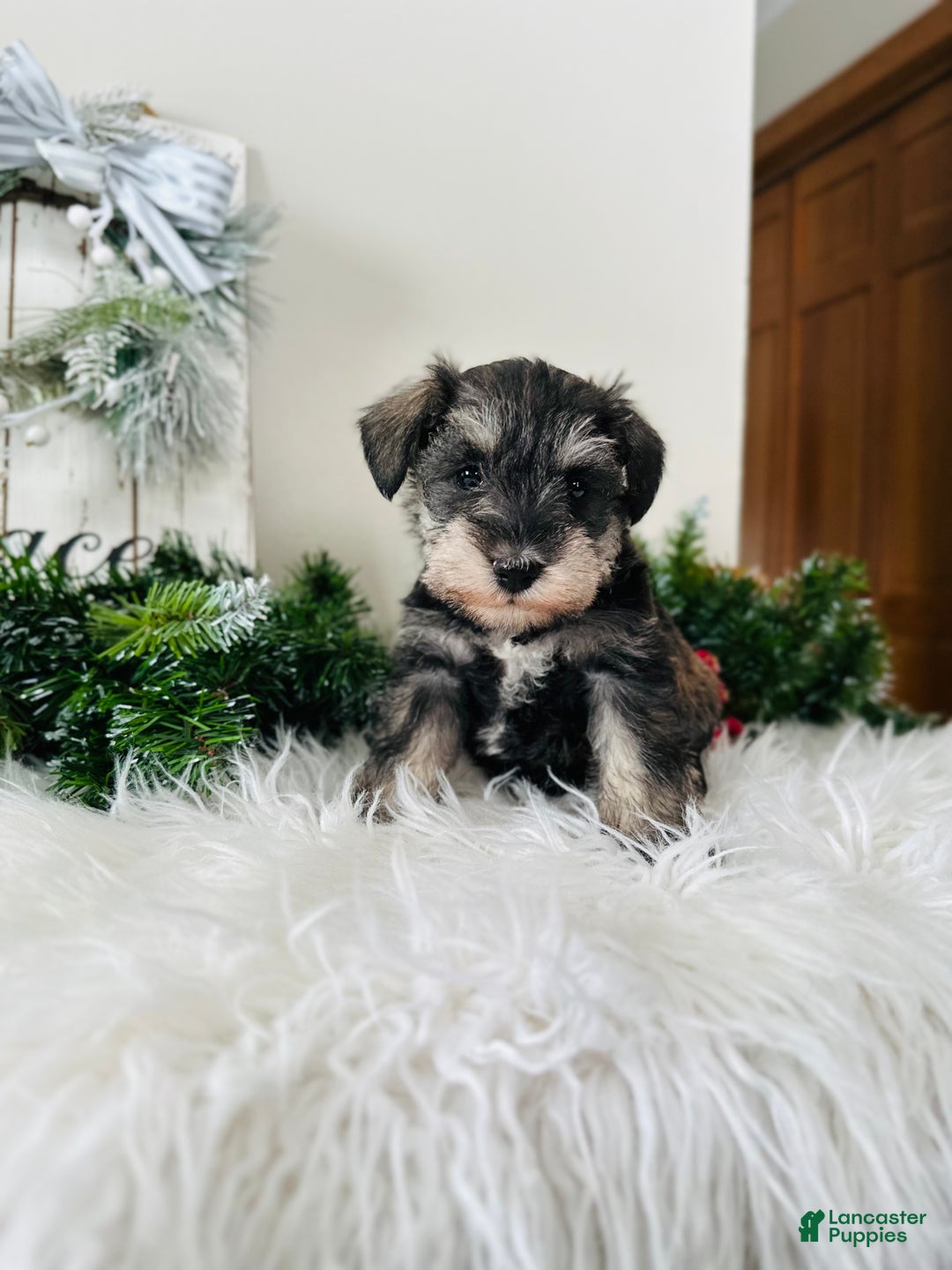 Miniature Schnauzer dogs for sale: Lyla - Ad 3