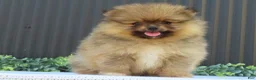 Pomeranian dogs for sale: Peanut 🩵🐾 - Ad 8