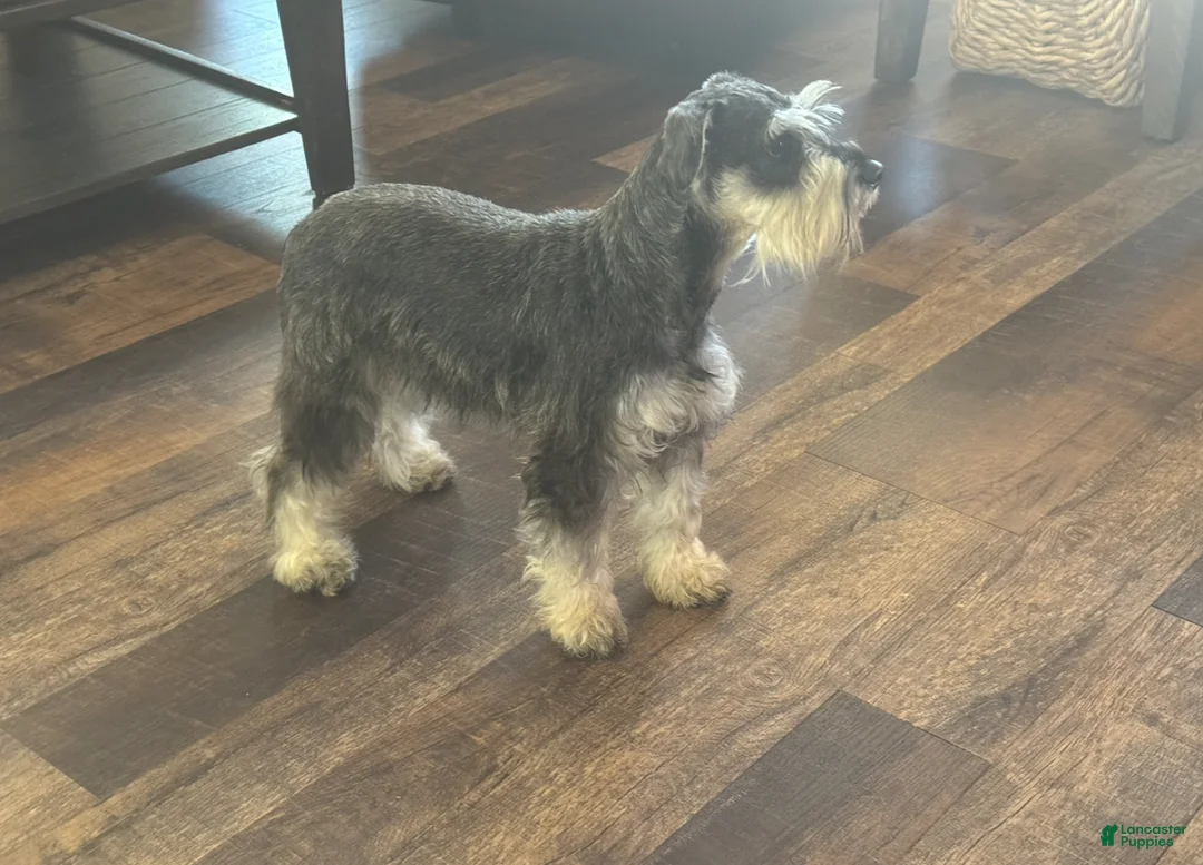 Miniature Schnauzer dogs for sale: Dolly Male 1 AKC Liver & Tan - Ad 5