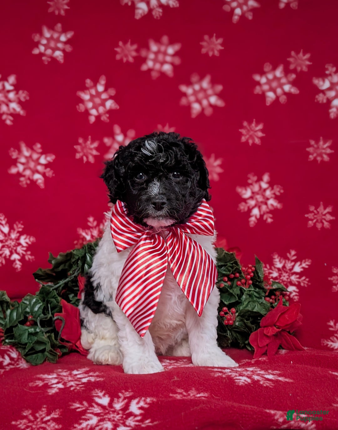 Mini Bernedoodle dogs for sale: Andre Hypoallergenic Ready for Christmas - Ad 3