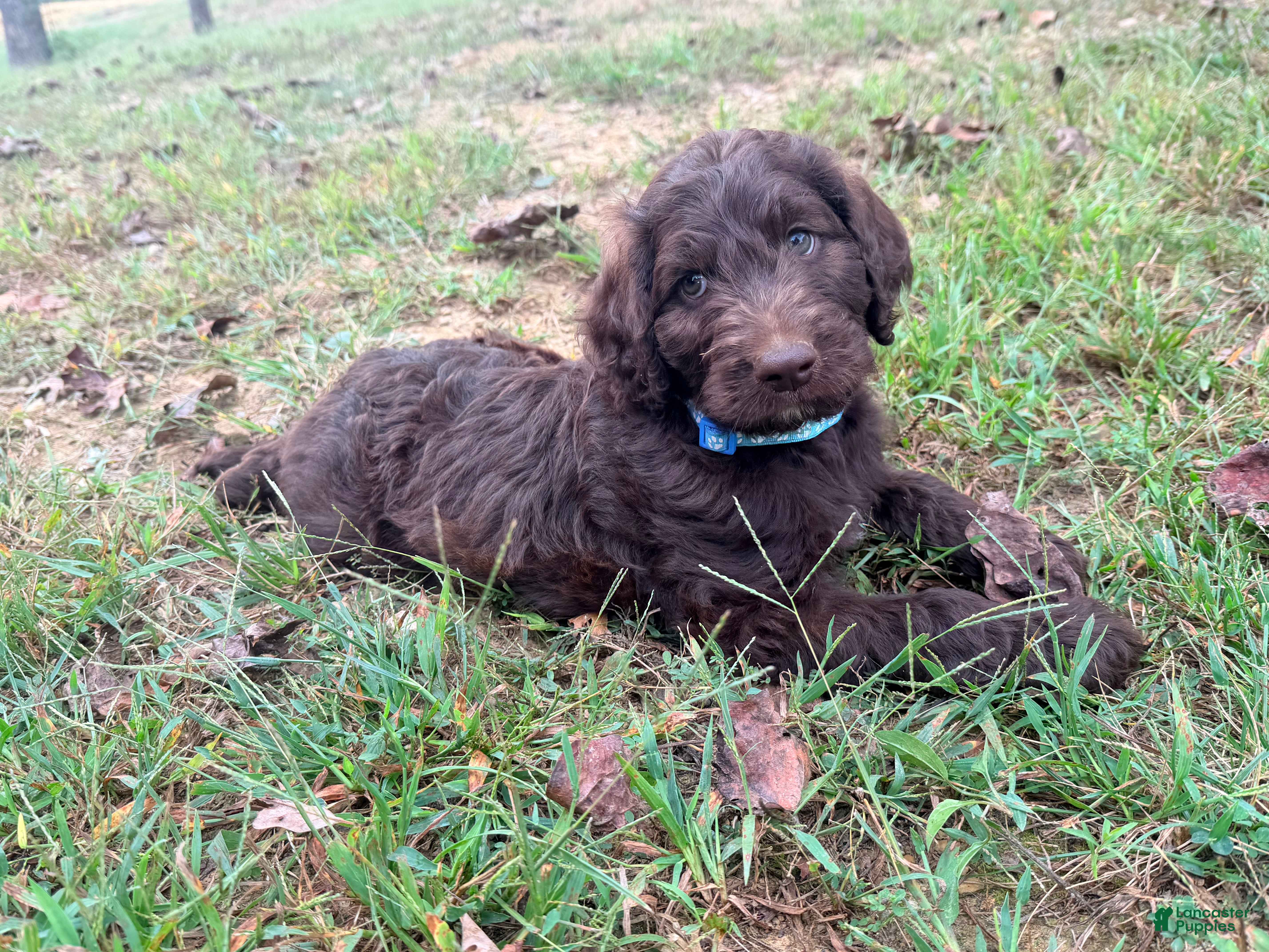 Goldendoodle dogs Goldendoodle 3 - Ad 2