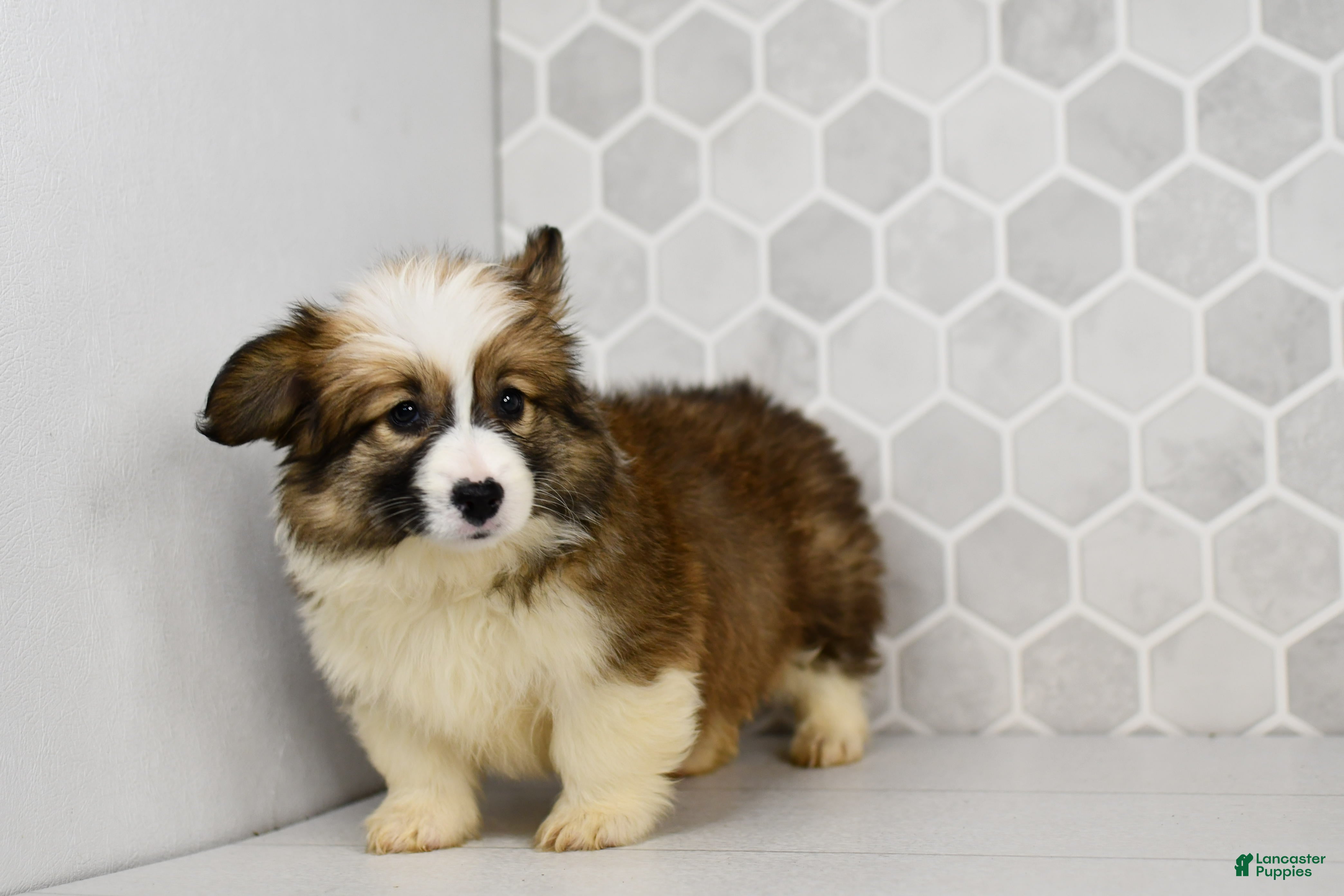 Welsh Corgi Pembroke dogs Luna - Ad 1