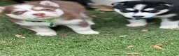 Pomsky dogs for sale: Flint - Ad 13