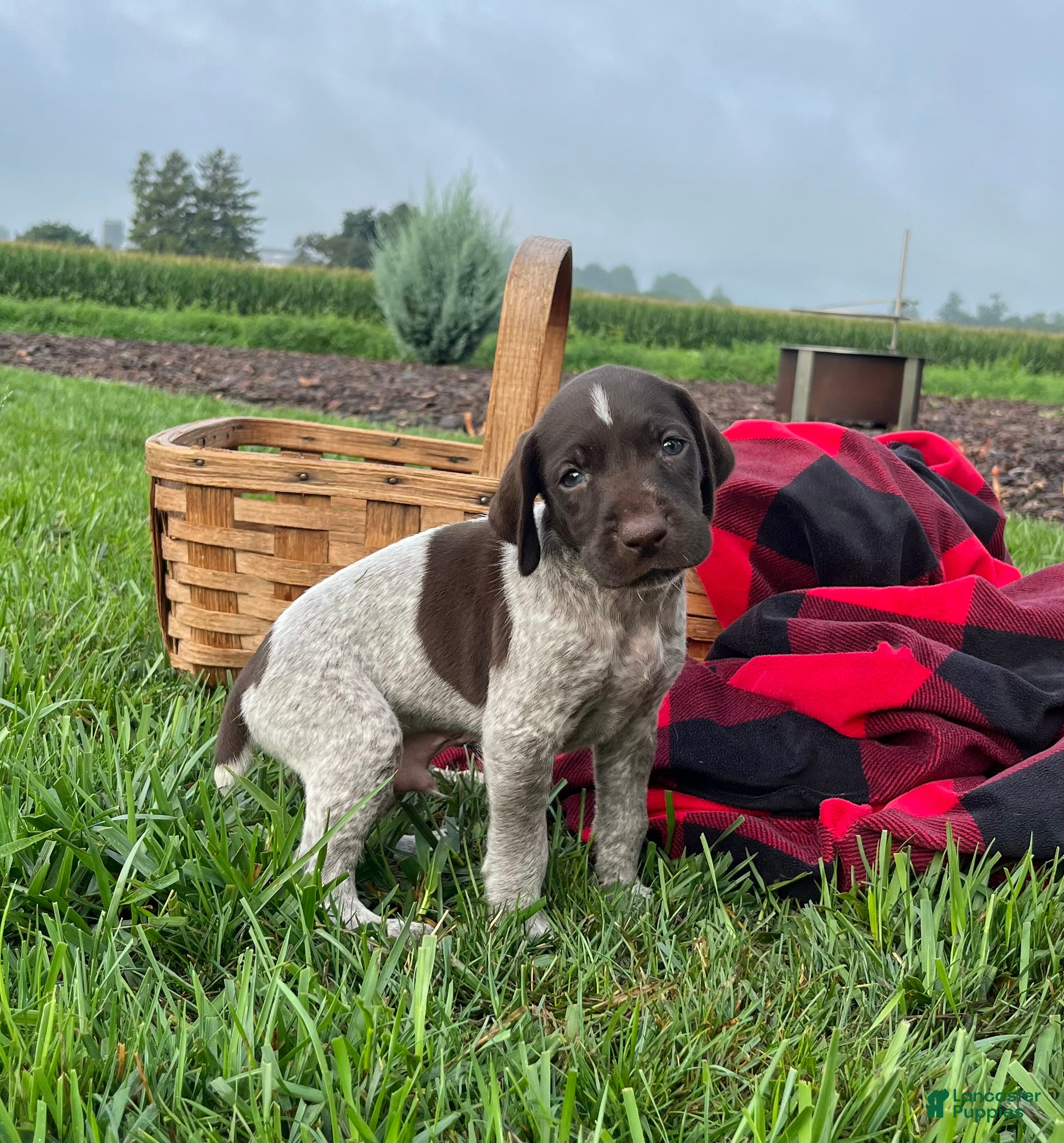 German Shorthaired Pointer dogs Rex❤️Akc reg 🐾 text or call today - Ad 1