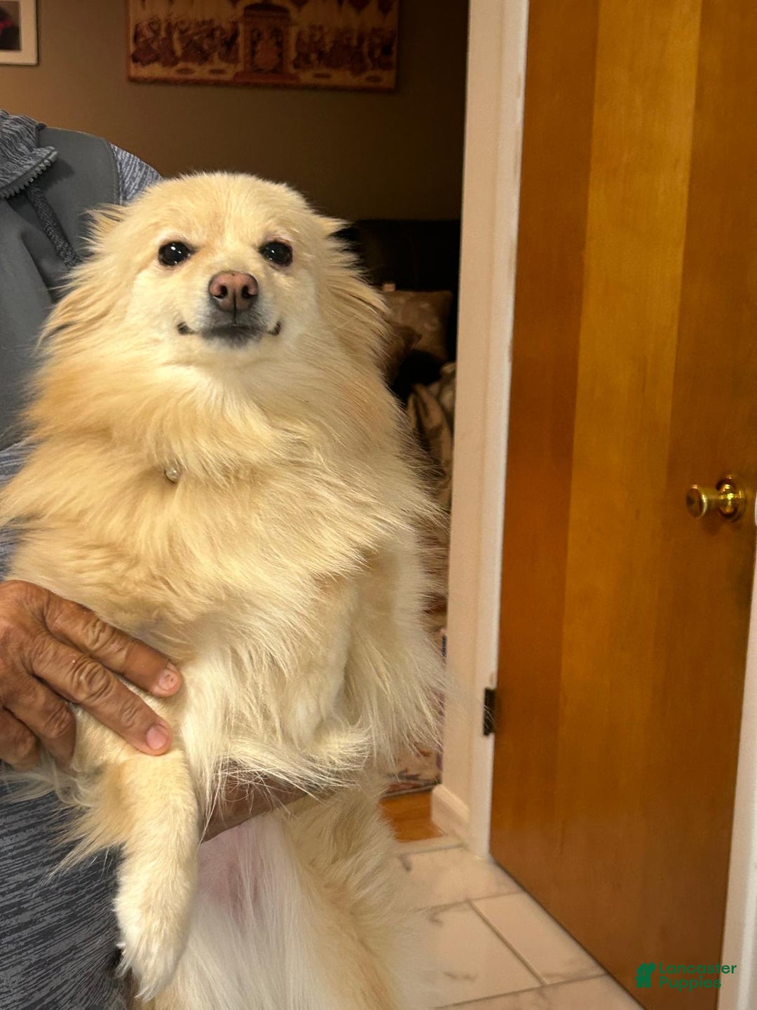 Pomeranian dogs for sale: Pomeranian Puppy 1 - Ad 18