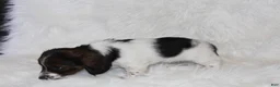 Miniature Dachshund dogs for sale: Max - Ad 4