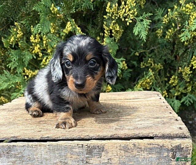 Miniature Dachshund dogs Newton - Ad 1