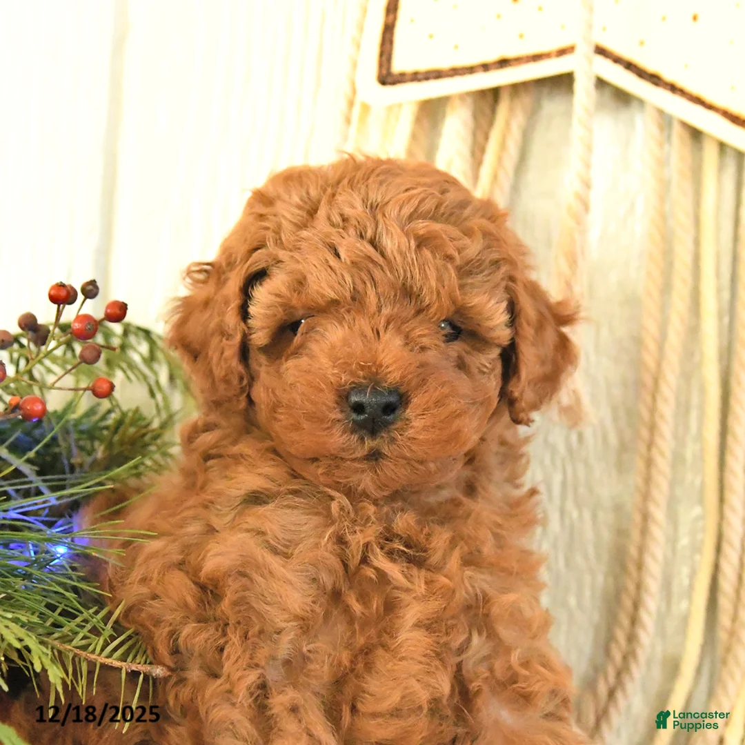 Toy Poodle dogs for sale: Bambi - Ad 3