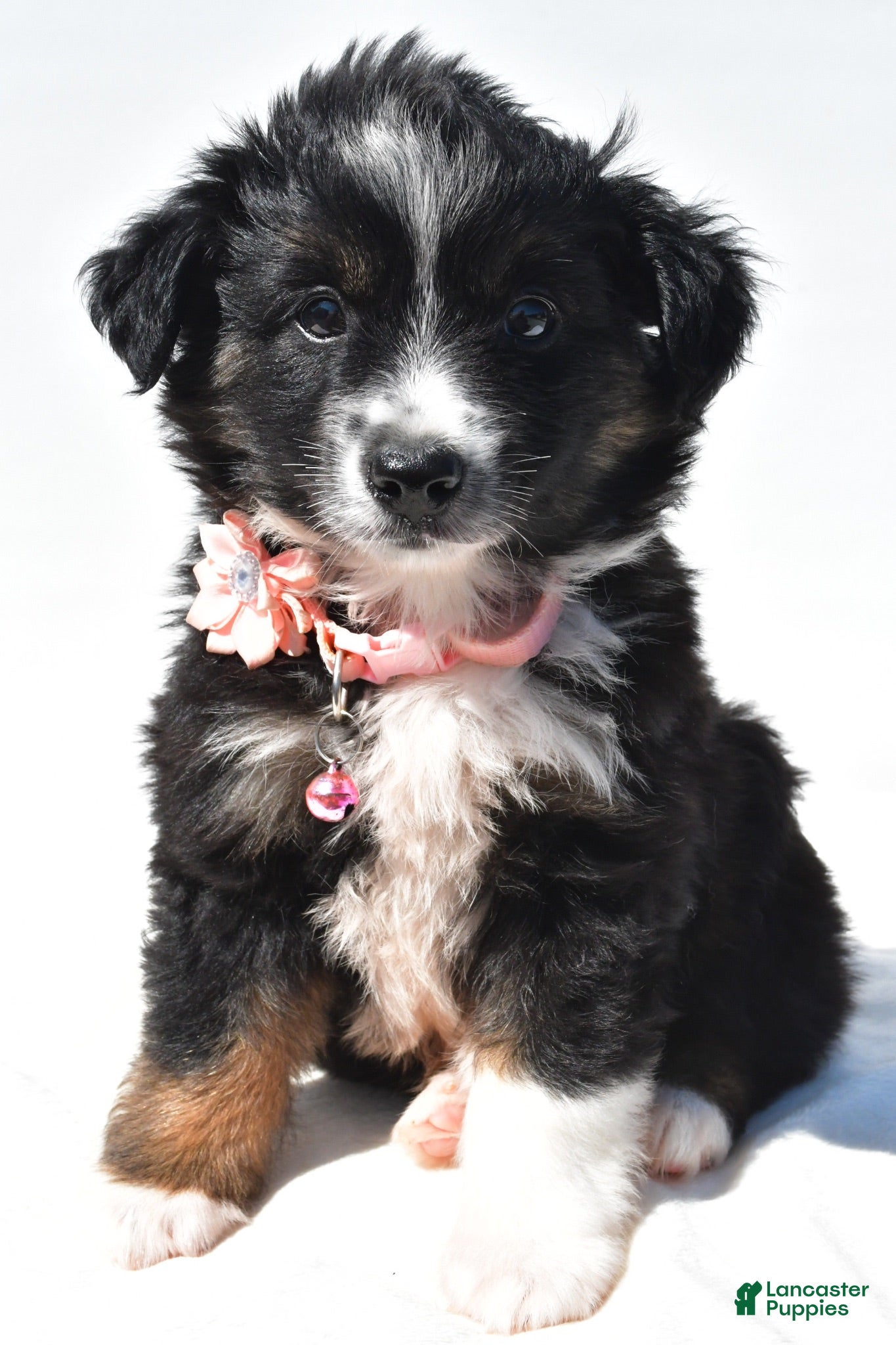 Miniature Australian Shepherd dogs Izzy - Ad 1