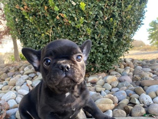 French Bulldog dogs Walker - Ad 22