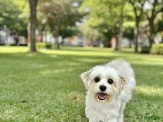 Mixed Breed dogs Mixed Breed Puppy 2 - Ad 12