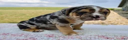 Beabull dogs for sale: Henry - Ad 3