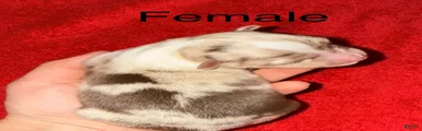 Toy Australian Shepherd 4