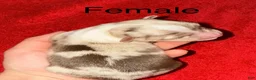 Toy Australian Shepherd dogs for sale: Toy Australian Shepherd 4 - Ad 1